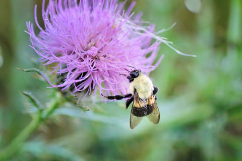 Milk thistle attracts beneficial insects, such as bumble bees and butterflies.