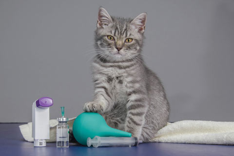 Milk Thistle for Pets Milk thistle extracts can help treat dogs and cats.